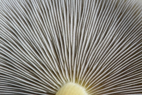 denne zwavelkop (hypholoma capnoides) 11-2024 1779